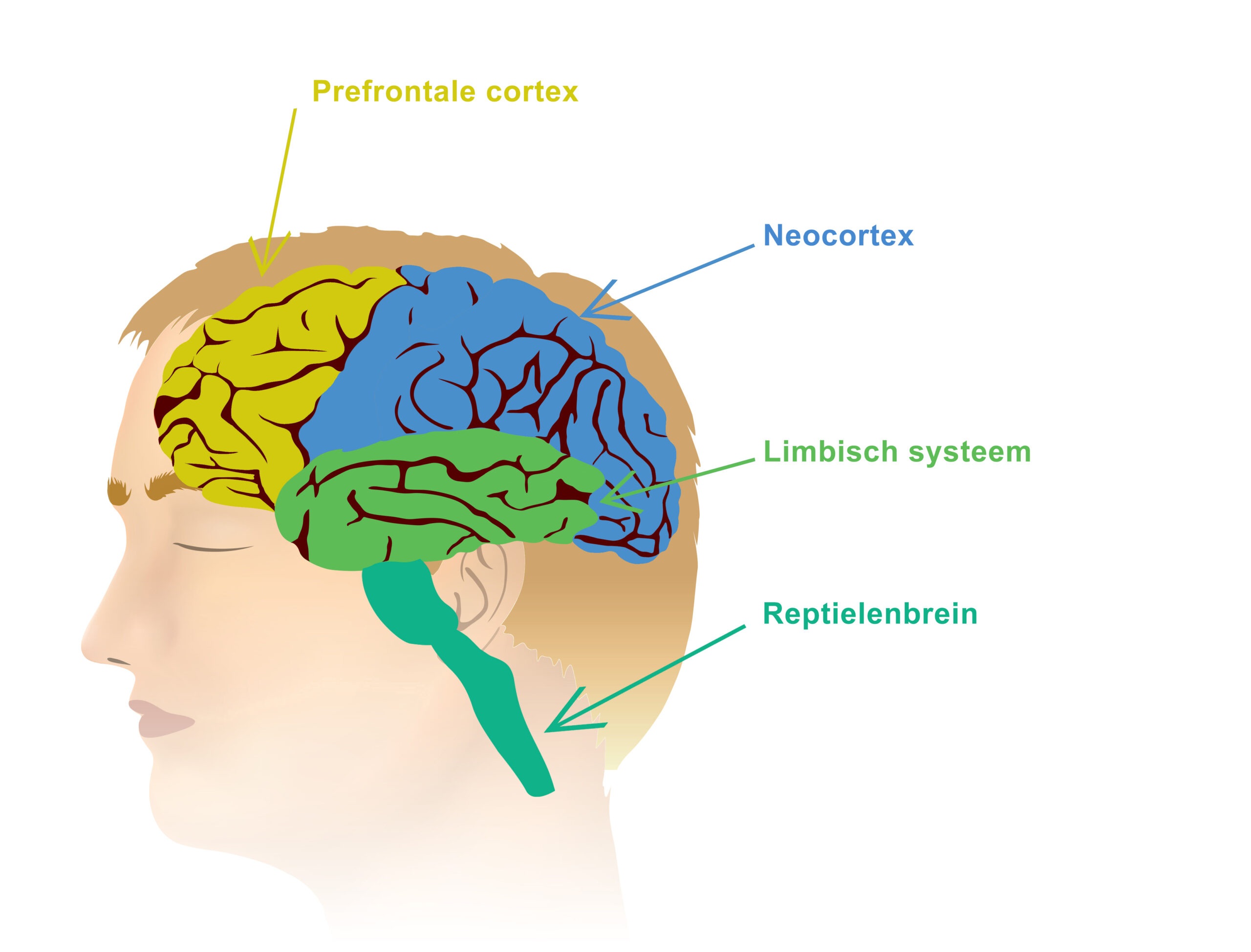 Je bekijkt nu Mindfulness en de werking van ons brein, introductie 12 oktober