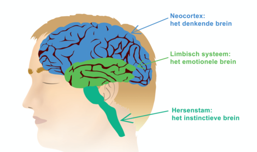 Mindfulness en de drie lagen in ons brein