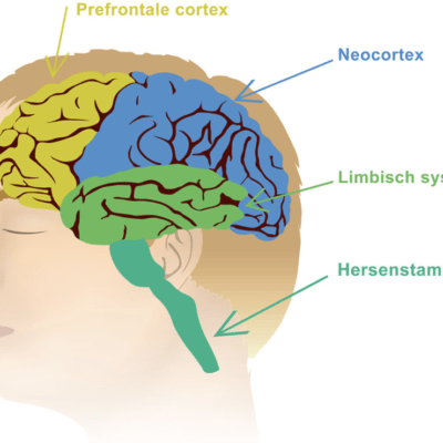 Mindfulness en de werking van ons brein